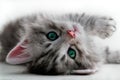 Kitten Royalty Free Stock Photo
