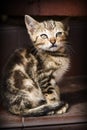 Kitten Royalty Free Stock Photo