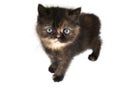 Kitten Royalty Free Stock Photo