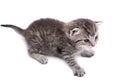 Kitten Royalty Free Stock Photo