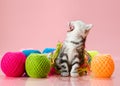 Kitten Royalty Free Stock Photo