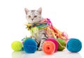 Kitten Royalty Free Stock Photo
