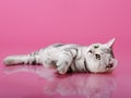 Kitten Royalty Free Stock Photo