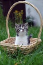 Kitten Royalty Free Stock Photo