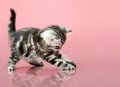 Kitten Royalty Free Stock Photo