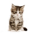 Kitten Royalty Free Stock Photo