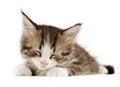 Kitten Royalty Free Stock Photo