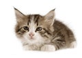 Kitten Royalty Free Stock Photo