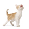 Kitten Royalty Free Stock Photo