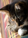 Close Up Of A Tabby Kitten On The Back Of A Couch