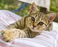 Kitten Royalty Free Stock Photo