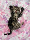 Kitten Royalty Free Stock Photo