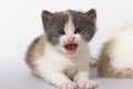 Kitten Royalty Free Stock Photo