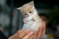 Kitten Royalty Free Stock Photo