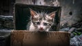 kitten abandoned in a cardboard box on a rainy day. generated by Royalty Free Stock Photo