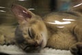 Kitten Abyssinian breed sleeping in the house