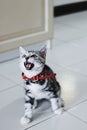 American shorhair cute little kitten