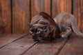 Kitten and adult cat breed European Burmese, father and son sitting on wooden background. Grey and brown, color