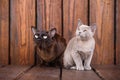 Kitten and adult cat breed European Burmese, father and son sitting on wooden background. Grey and brown, color