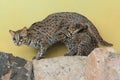 Palawan leopard cat