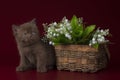 Kitten against the background of a basket with lilies of the valley