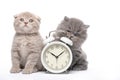 Kitten and alarm clock on a white background. Animals and alarm clock. Morning.