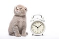 Kitten and alarm clock on a white background. Animals and alarm clock. Morning.