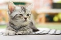 Kitten alone Royalty Free Stock Photo