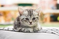 Kitten alone Royalty Free Stock Photo