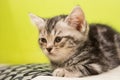 Kitten alone Royalty Free Stock Photo