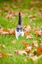 Kitten, alone and walking on grass with leaves in backyard of family home while looking for owner. Cute, little and cat Royalty Free Stock Photo