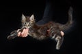 Kitten on arms on black background. Studio shot Maine coon cat Royalty Free Stock Photo