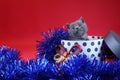 Kitten as Christmas gift in a present box, red background Royalty Free Stock Photo