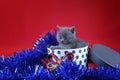 Kitten as Christmas gift in a present box, red background Royalty Free Stock Photo