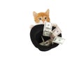 Kitten asks for money Royalty Free Stock Photo