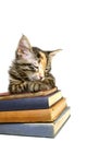 Kitten Asleep on Old Books Royalty Free Stock Photo