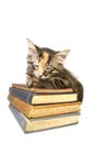 Kitten Asleep on old books Royalty Free Stock Photo