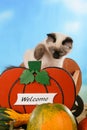 Kitten in autumn decoration Royalty Free Stock Photo