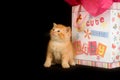 Kitten and baby gift bag Royalty Free Stock Photo