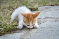 Kitten in the backyard Royalty Free Stock Photo
