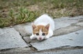 Kitten in the backyard