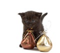 Kitten and a bag with money