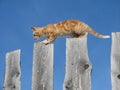 Kitten balancing on fence Royalty Free Stock Photo