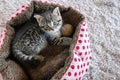 kitten with a ball in a round brown bed. kitten plays . Little domestic kitten.Pets.