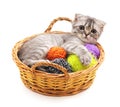 Kitten with balls of yarn in the basket. Royalty Free Stock Photo