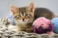 Kitten with a balls of yarn Royalty Free Stock Photo