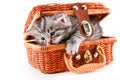 Kitten in basket Royalty Free Stock Photo