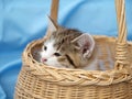 Kitten in basket Royalty Free Stock Photo