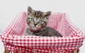 Kitten in basket