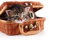 Kitten in basket Royalty Free Stock Photo